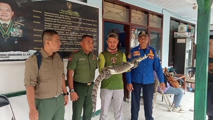 Warga Lebak Tangkap Buaya di Sungai Cisimeut