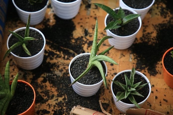 Kecamatan Karang Tengah Kota Tangerang Bagikan Tanaman Gratis di Bonsai Benteng on Action