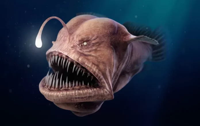 Fenomena Kemunculan Ikan Laut Dalam Anglerfish Hebohkan Jagat Maya