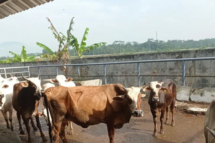 Jelang Idul Adha, Kabupaten Lebak Butuh 6.560 Ekor Hewan Kurban