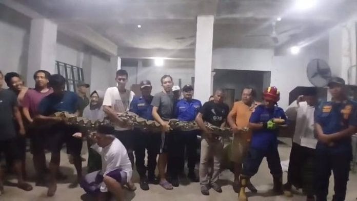 Ngeri! Ular Piton Raksasa Ditemukan di Atap Gudang, Panjangnya Mencapai 8 Meter