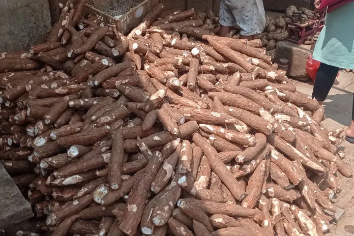 Produksi Komoditas Palawija di Kabupaten Lebak Capai 4.453 ton