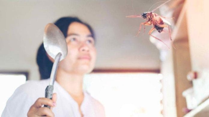 Ternyata Ini Alasan Kenapa Kecoak Sering Terbang ke Arah Wajah Manusia