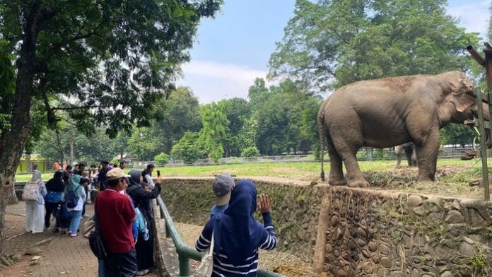 9 Ribu Pengunjung Padati Ragunan saat Loong Weekand