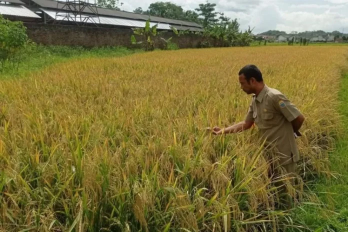 Pemkab Lebak Optimistis Inpari 32 Realisasikan Swasembada Pangan Nasional
