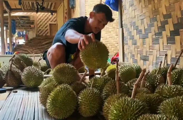 Durian Baduy Kembali Berbuah, Ribuan Wisatawan Bersiap Serbu Lebak