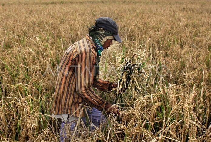 Pemkab Tangerang Siaga Cuaca Ekstrem, Libatkan PPL di 274 Desa Antisipasi Gagal Panen