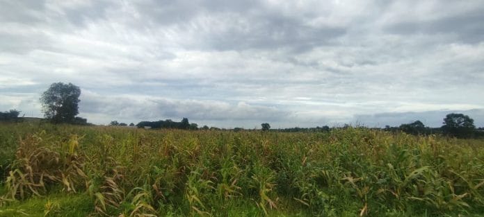 Ketahanan Pangan atau Sekadar Pencitraan? Jagung Program Nasional di Tangerang Gagal Panen